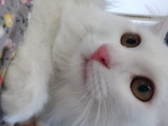 -喜多萌中农锦绣动物医院24H·猫科·牙科MRI·CT