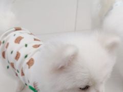 -怪兽屋·羊驼·猫咖·狗咖(俊华广场店)