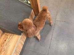 -宠小格时尚宠物生活馆(唐镇店)