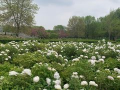 -洛阳市隋唐城遗址植物园