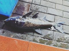 -全乐鱼馆·淳牌有机鱼直营店