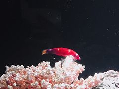 -暹罗海洋世界