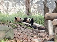 -都江堰中华大熊猫苑