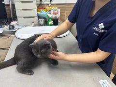 -爱侣宠医·鹦鹉专科·小型哺乳类·异宠专科(灵石路店)