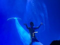 -芜湖新华联大白鲸海洋公园