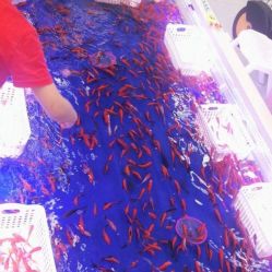 -万达宝贝王(成都锦华店)