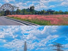 -王借岗森林公园