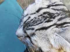 -喵屿·大理花园猫咖