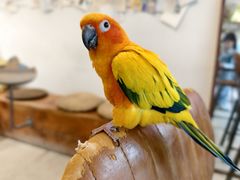 -吉丁鸟咖·异宠·寄养