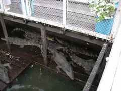 -洞里萨湖