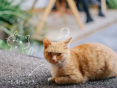-知亘茶食