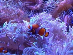 -悉尼海洋生物水族馆