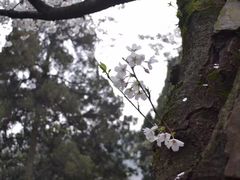 -武汉大学-樱园