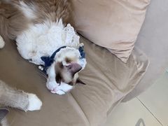 -怪兽屋·羊驼·猫咖·狗咖(俊华广场店)