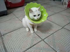-伟伟宠物医院·CT影像中心·瑞派犬猫综合性门诊(汉口总院)