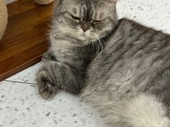 -喵园·猫主题咖啡厅·撸猫·猫咖(国贸店)