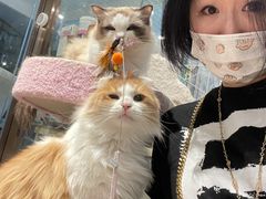 -momokira米努特·德文卷毛猫·棉花面纱犬