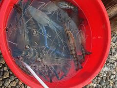 -粮心小农·大头虾亲子生态园(长发店)