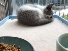 -猫的天空之城概念书店(北戴河蔚蓝海岸店)