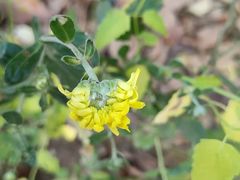 -ChaKo Flora ·茶子花艺 (市北店)