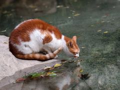 -鲜得来排骨年糕(即墨路店)
