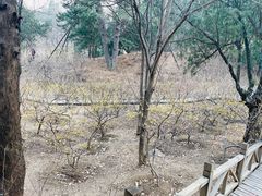 -香山公园
