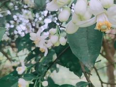 -荔枝公园(福田区)