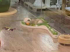 -宠物世家(仲盛世界商城店)