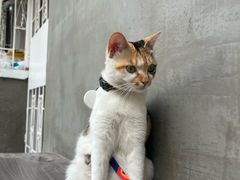 -Again Coffee Roaster(香蜜湖店)