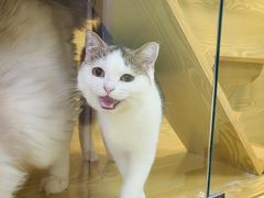 -猫十亿·布偶金渐层·曼基康矮脚猫舍(青年路店)