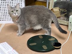 -老吴的猫·猫舍(新区店)