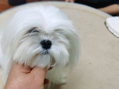 -鑫艺宠物美容培训学校