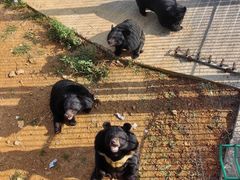 -贵州森林野生动物园