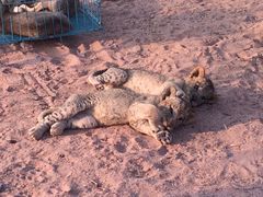 -鄂尔多斯野生动物园