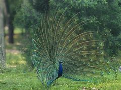 -北京麋鹿生态实验中心