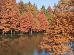 -应天大明王朝·南京菜(中山陵店)