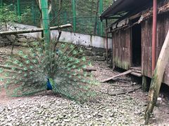 -藏龙百瀑风景区