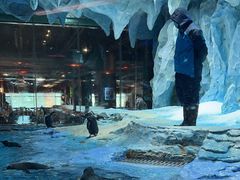 -帝企鹅自助餐厅•儿童岛•真企鹅(长隆企鹅酒店)