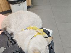 -联合动物医院(光谷诊疗中心)