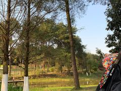 -铁山坪森林公园