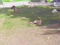 -西霞口神雕山野生动物世界