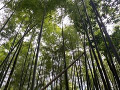 -鸡枕山