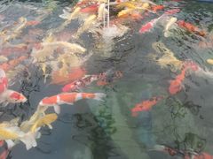 -武汉紫薇都市田园