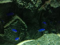 -大连圣亚海洋世界