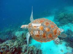 -马奴干岛
