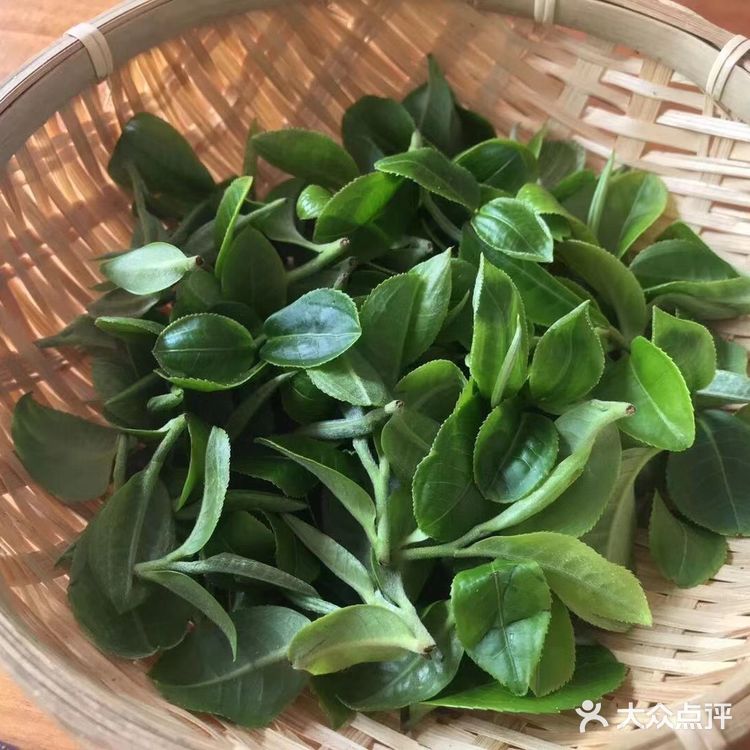 倚邦曼拱猫耳朵小叶种茶