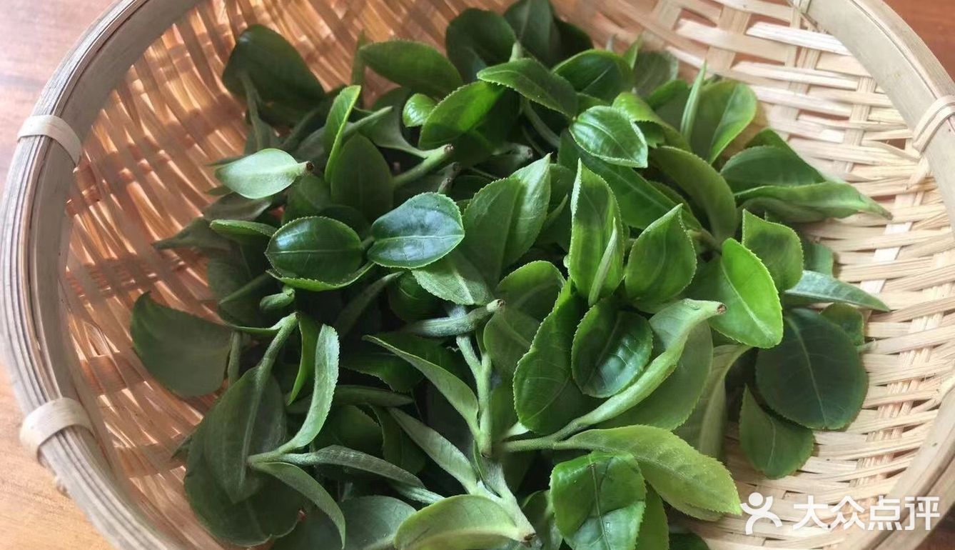 倚邦曼拱猫耳朵小叶种茶