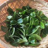 倚邦曼拱猫耳朵小叶种茶