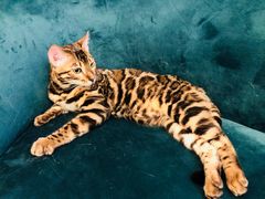 -猫大福·Fortune Cat猫舍(百子湾店)