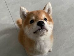 -凯瑞希宠物医院·狂犬免疫·微创·皮肤科